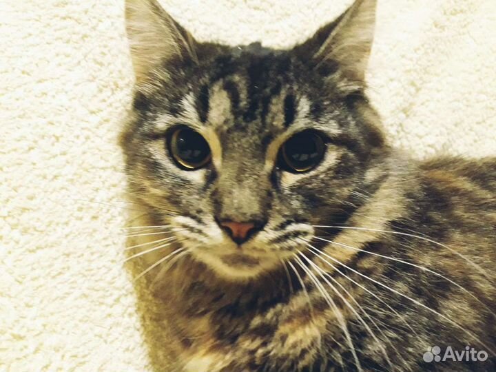 Камила ищет дом, стерилизована