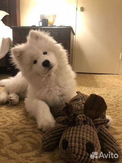 Передержка домашних животных