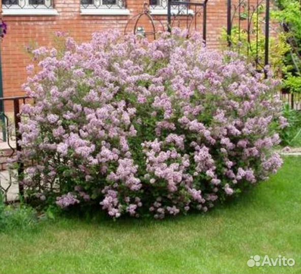 Саженцы сирени