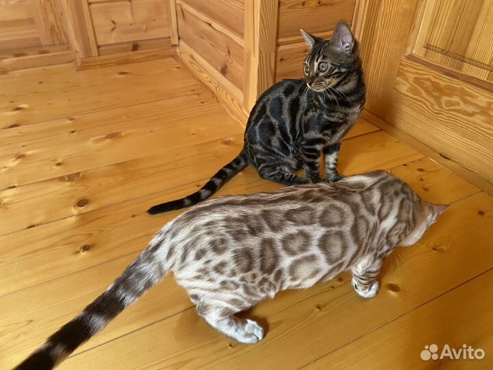 Бенгальский котенок - она