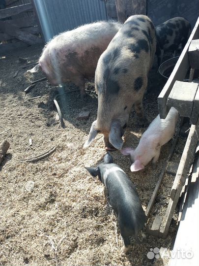 Поросенок ландрас-дюрок