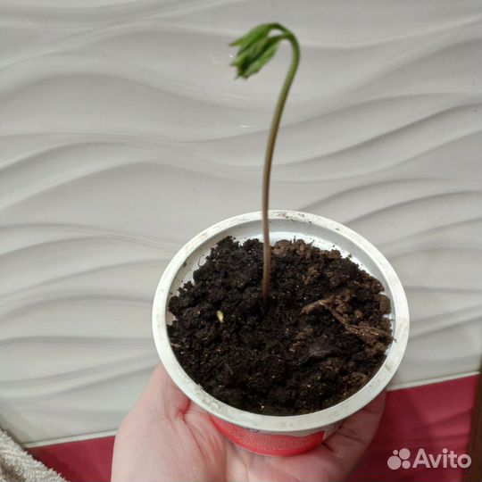 Анемона цветы для сада