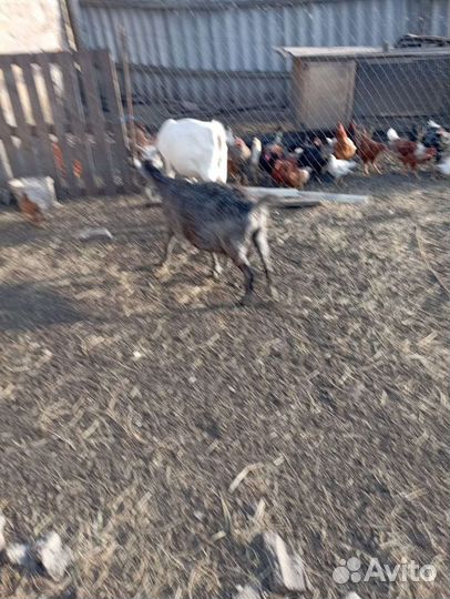 Зааненские козы дойные