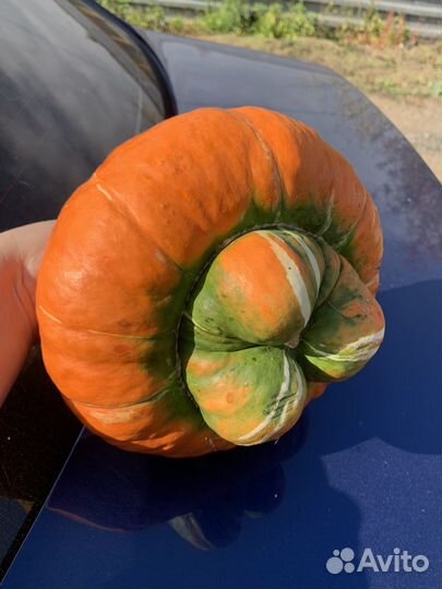 Тыква декоративная