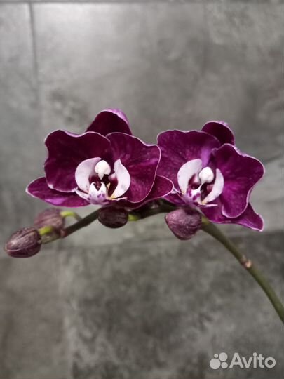 Орхидея фаленопсис