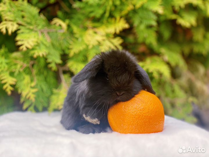 Карликовые кролики, клетки