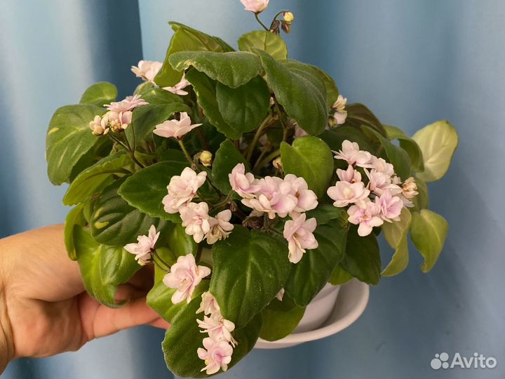 Фиалка трейлерные