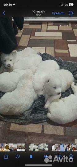 Щенки алабая