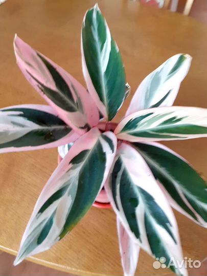 Строманта триколор;