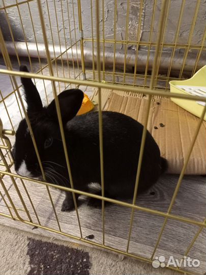 Кролик Баффи девочка 8 месяцев