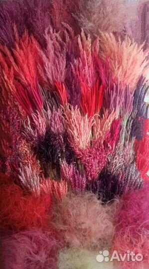 Сухоцветы для флористики