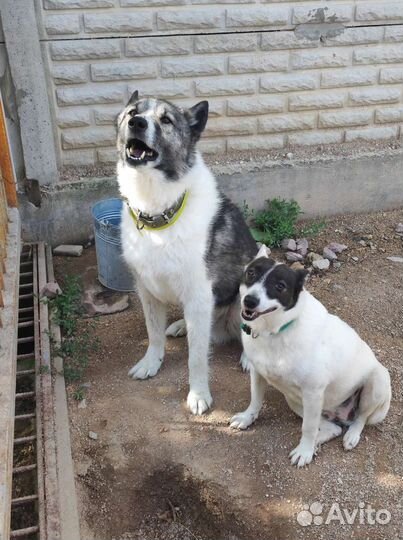 Собака в добрые руки