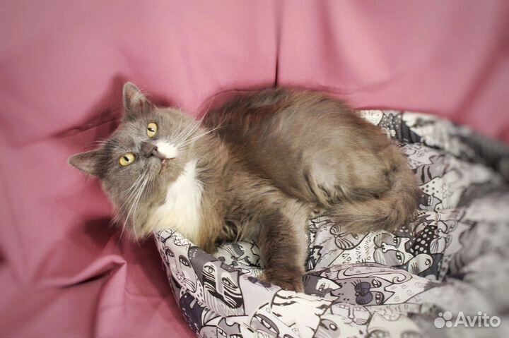 Серый котик