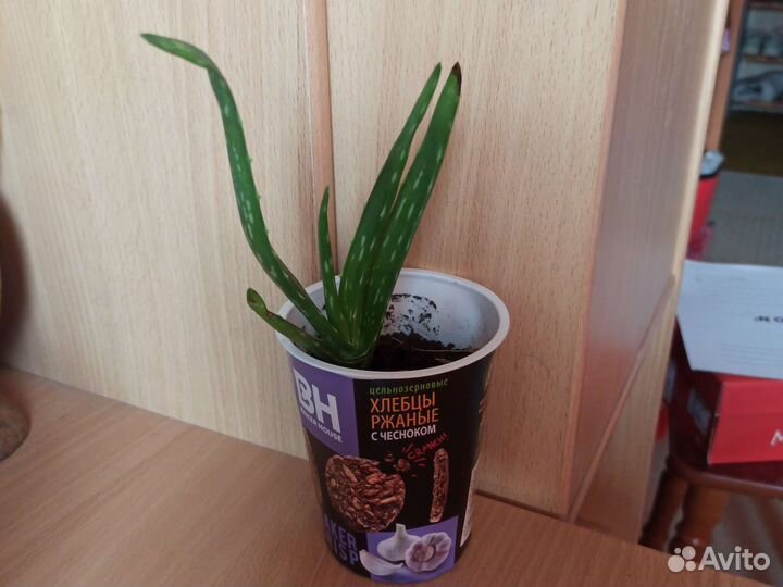 Алоэ вера