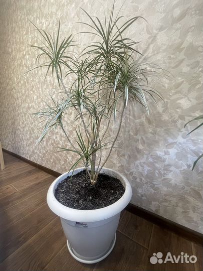 Пальма драцена