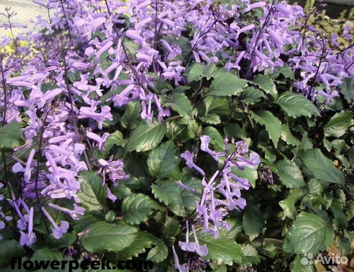 Плектрантус или домашняя стрень