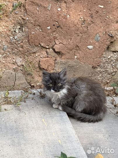 Котенок мальчик бесплатно