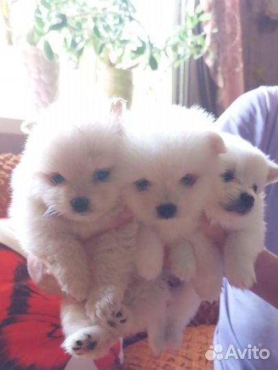 Щенки померанского шпица