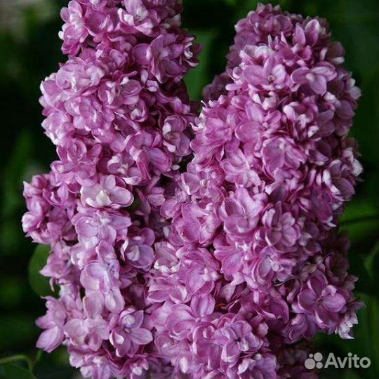 Сирень сортовая 