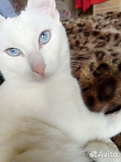 На передержку собаку или кошку котов