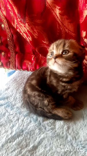 Шотландский вислоухий котик
