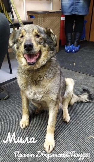 Собака в добрые руки отдам бесплатно