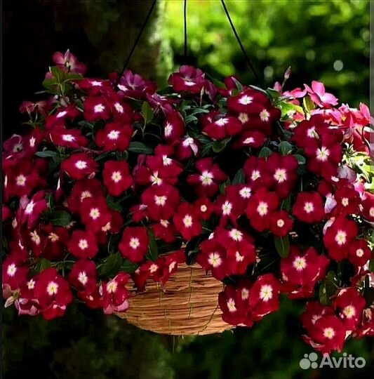 Катарантус ампельный семена