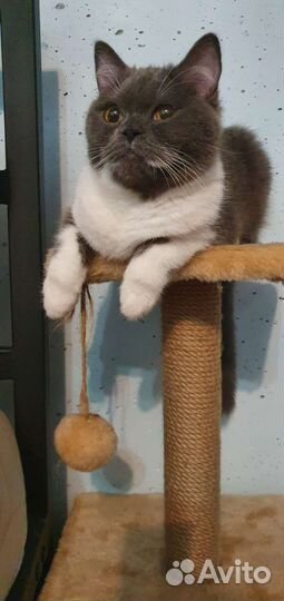 Британская короткошерстная кошка