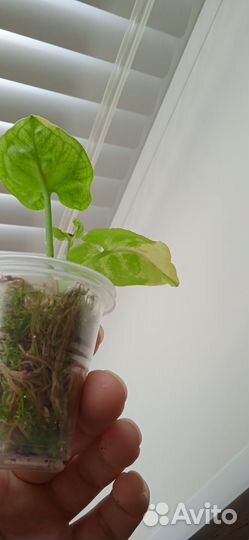 Сингониум орм тонг вариегатный