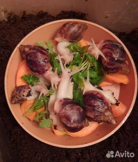 Яйца и улитки Ахатина Альбино ретикулята