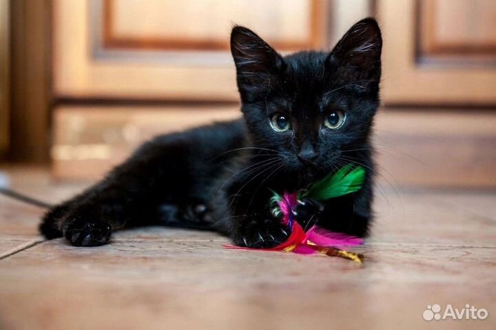 Котенок отдам в добрые руки