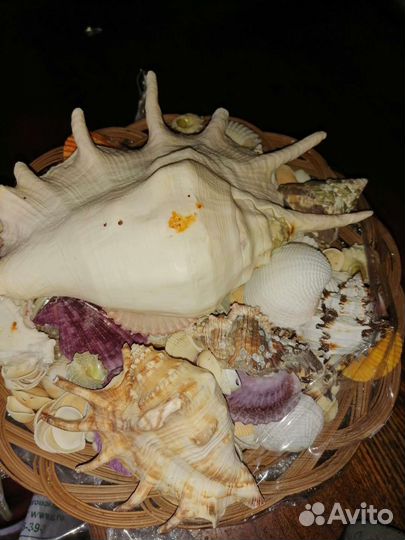 Морские ракушки раковины