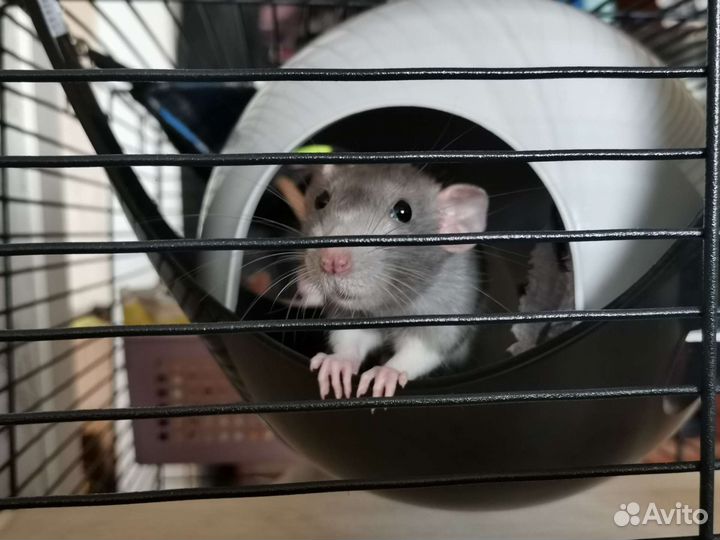 Клетка для грызунов 