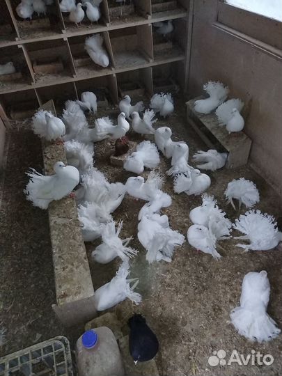 Голуби павлины