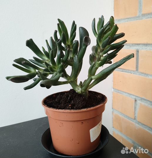 Крассула Хоббит, Алоэ пёстрое суккуленты