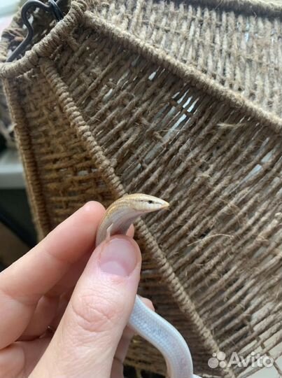 Сциночки с террариумом