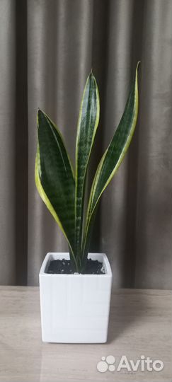 Сансевиерия Лауренти
