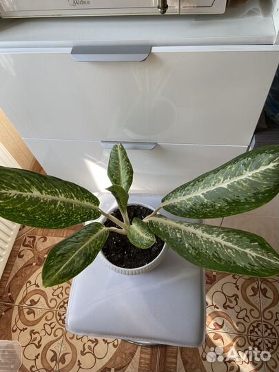 Комнатные растения