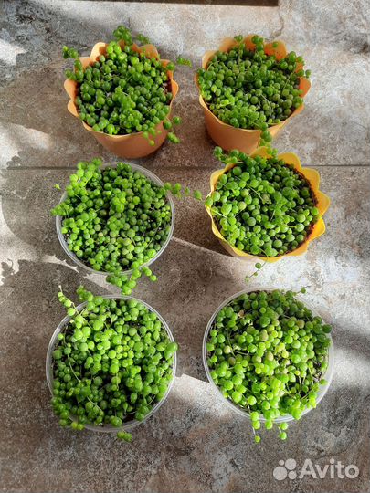 Крестовник роули