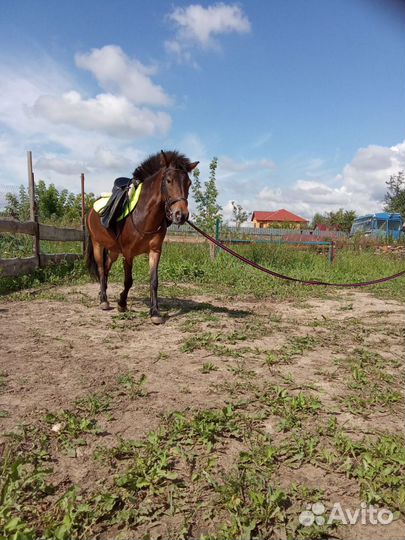 Продам пони