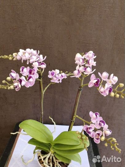 Орхидея Вайолет Квин Пелорик начала отцветать