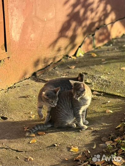 Котята на улице