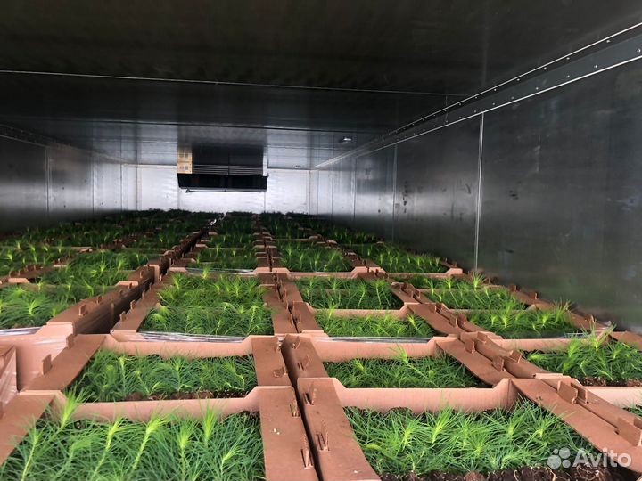 Сеянцы ели зкс