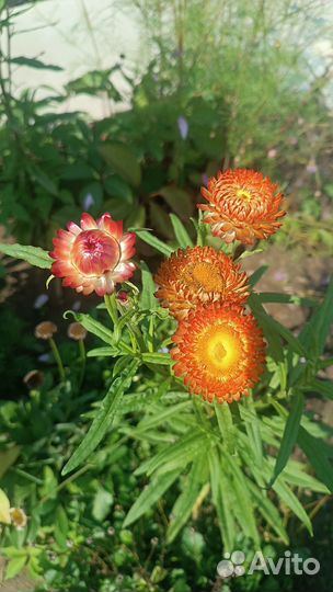 Гелихризум сухоцветы