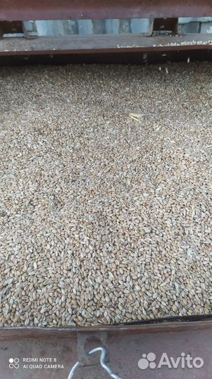 Зерно пшеница