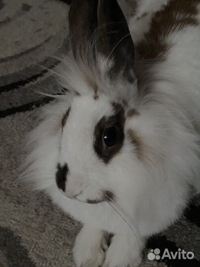 Карликовый кролик