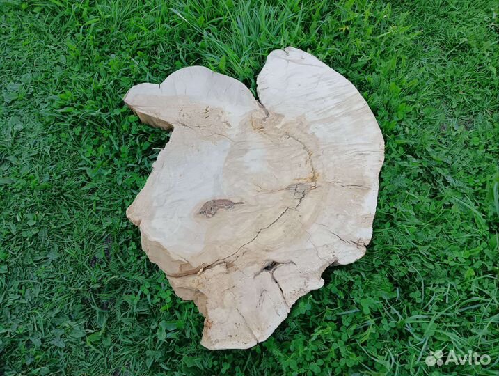 Спил капа березового