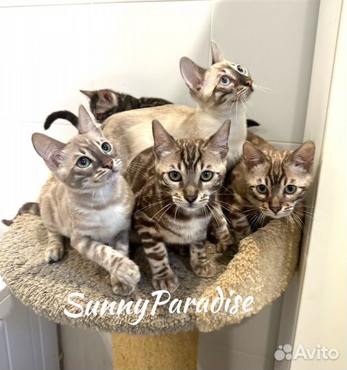 Элитные Бенгальские Котята