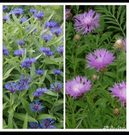 Цветы многолетние