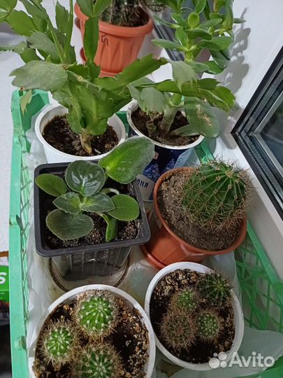 Комнатные цветы